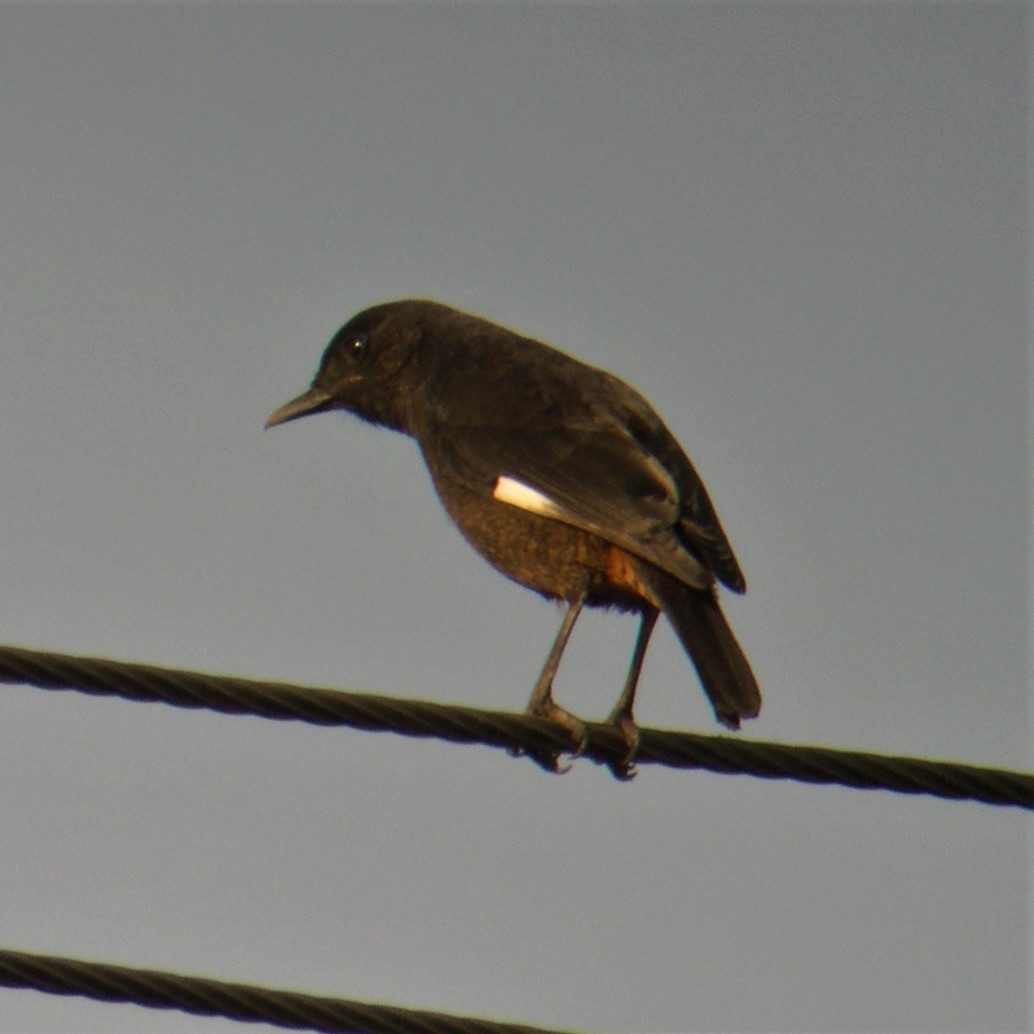 White-winged Cliff-Chat - ML625721312