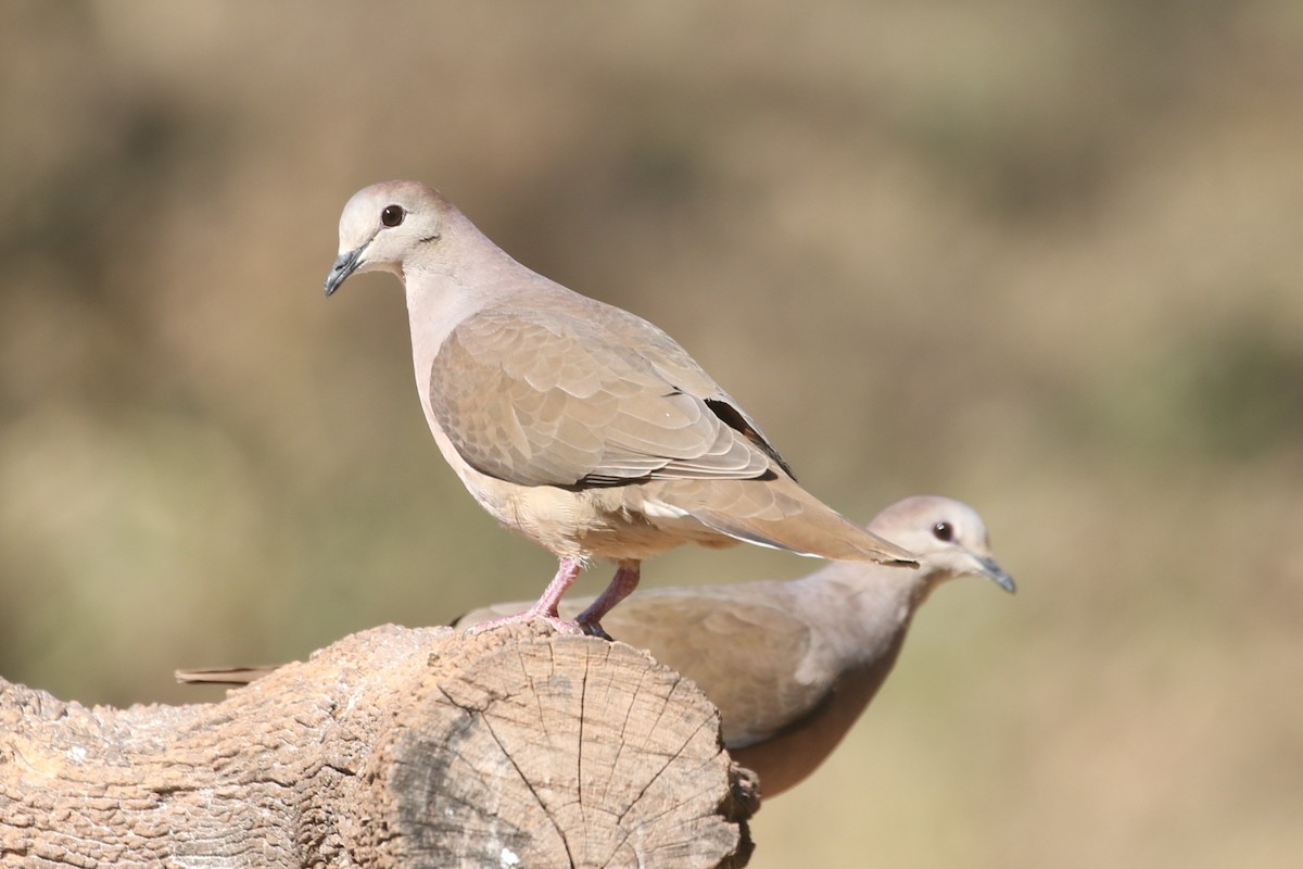 Large-tailed Dove - ML625721377