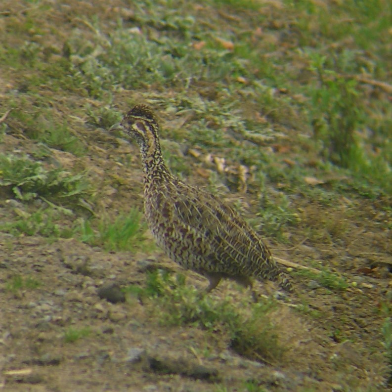 Moorland Francolin - ML625721419