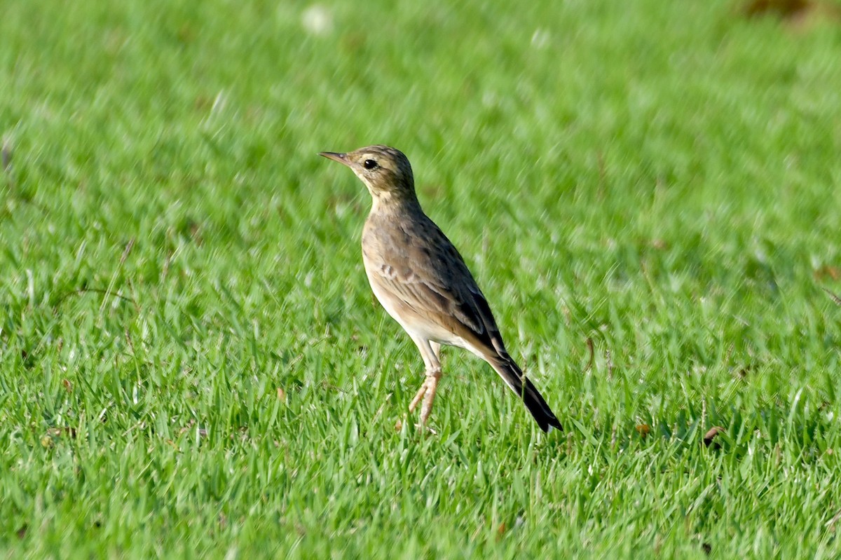 Paddyfield Pipit - Teeranan Tinpook