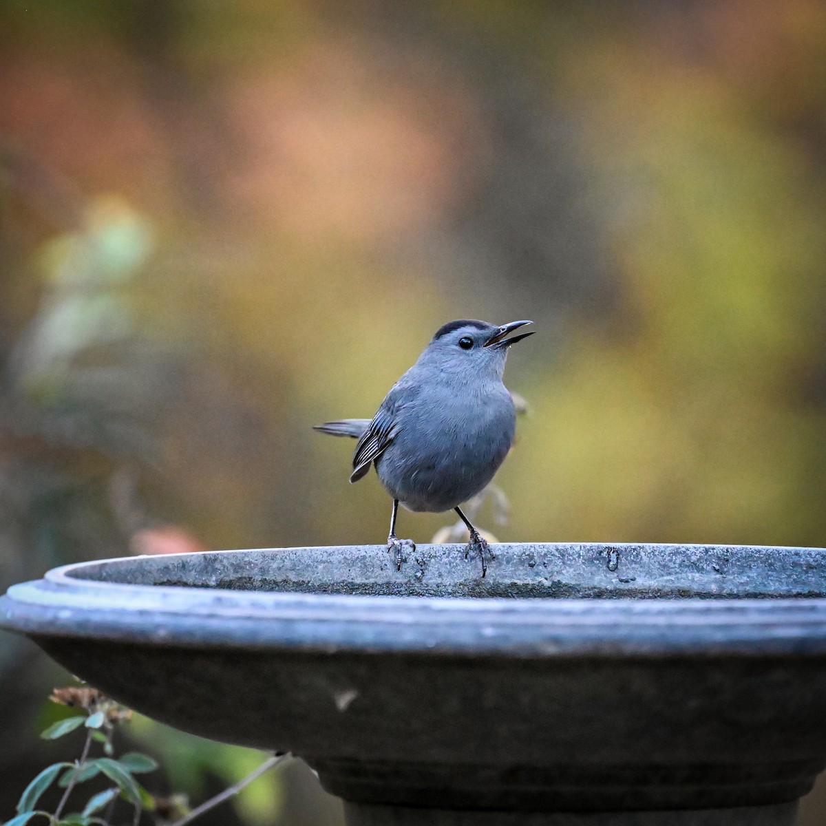 Gray Catbird - ML625721666