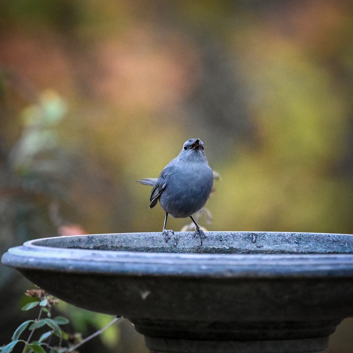 Gray Catbird - ML625721673