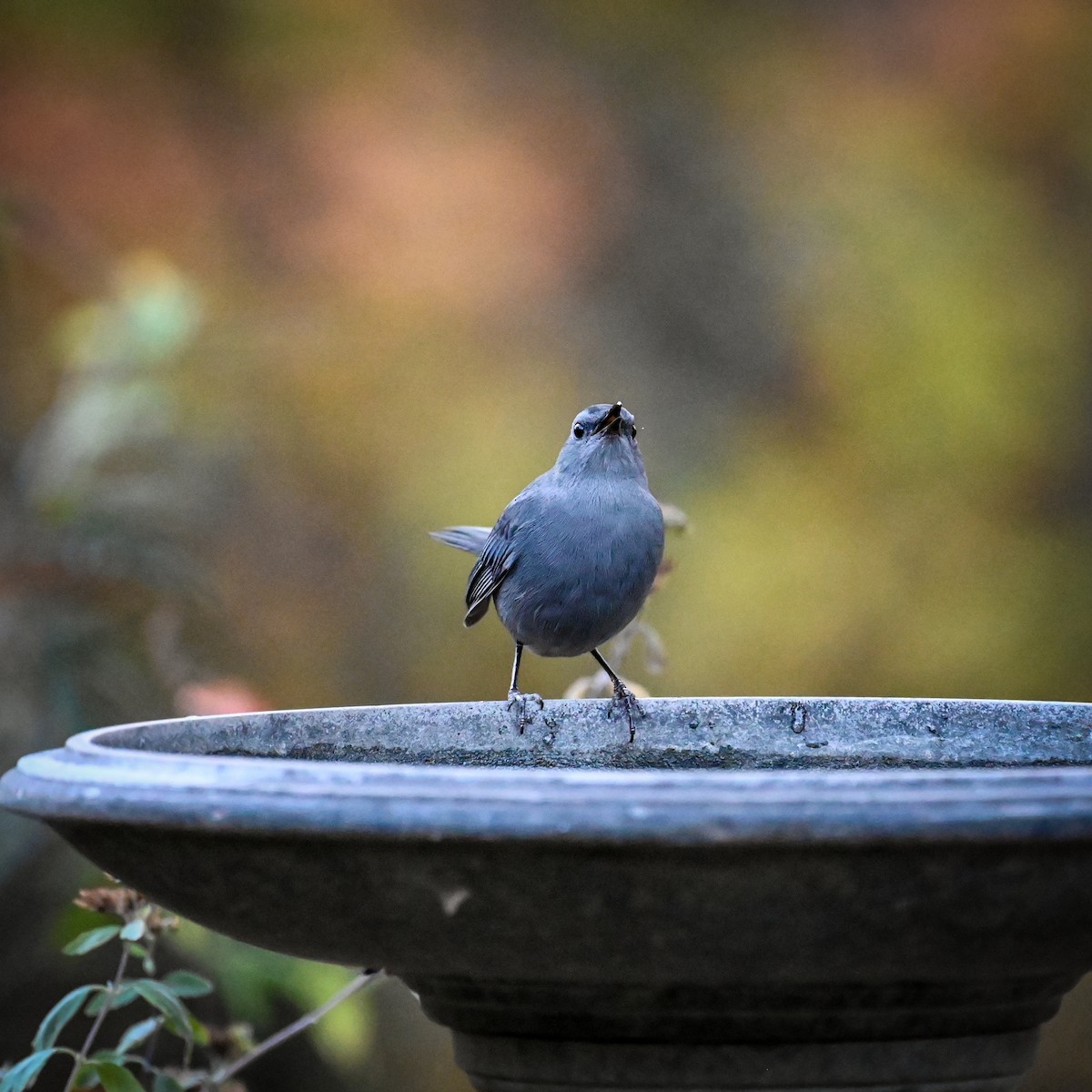 Gray Catbird - ML625721674