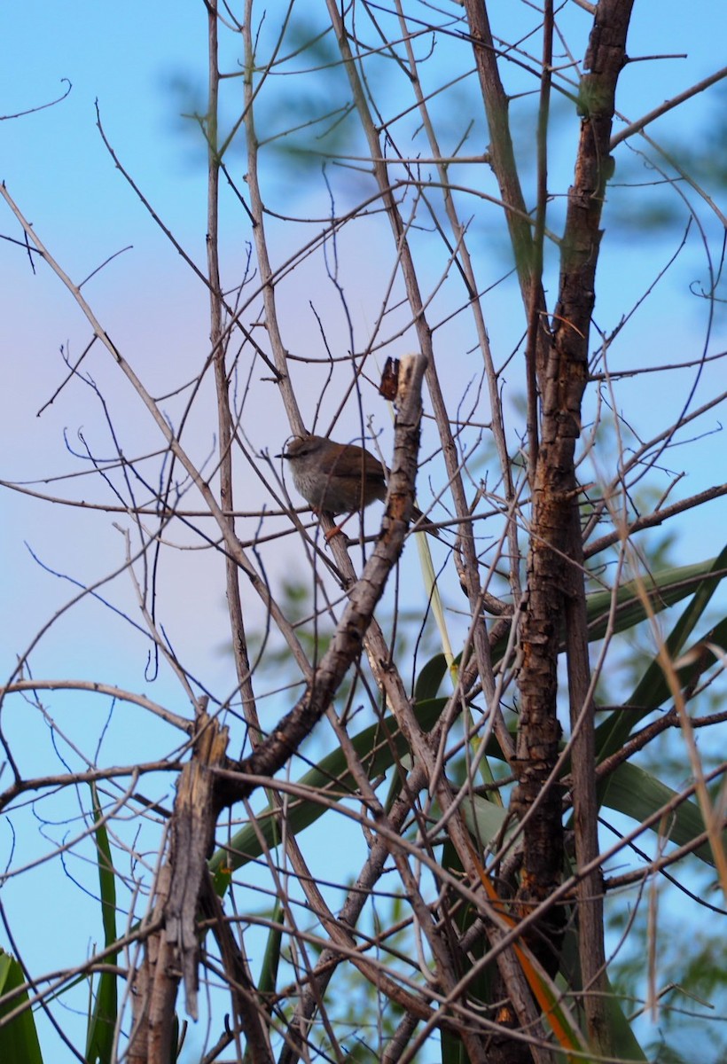 Namaqua Warbler - ML625722257