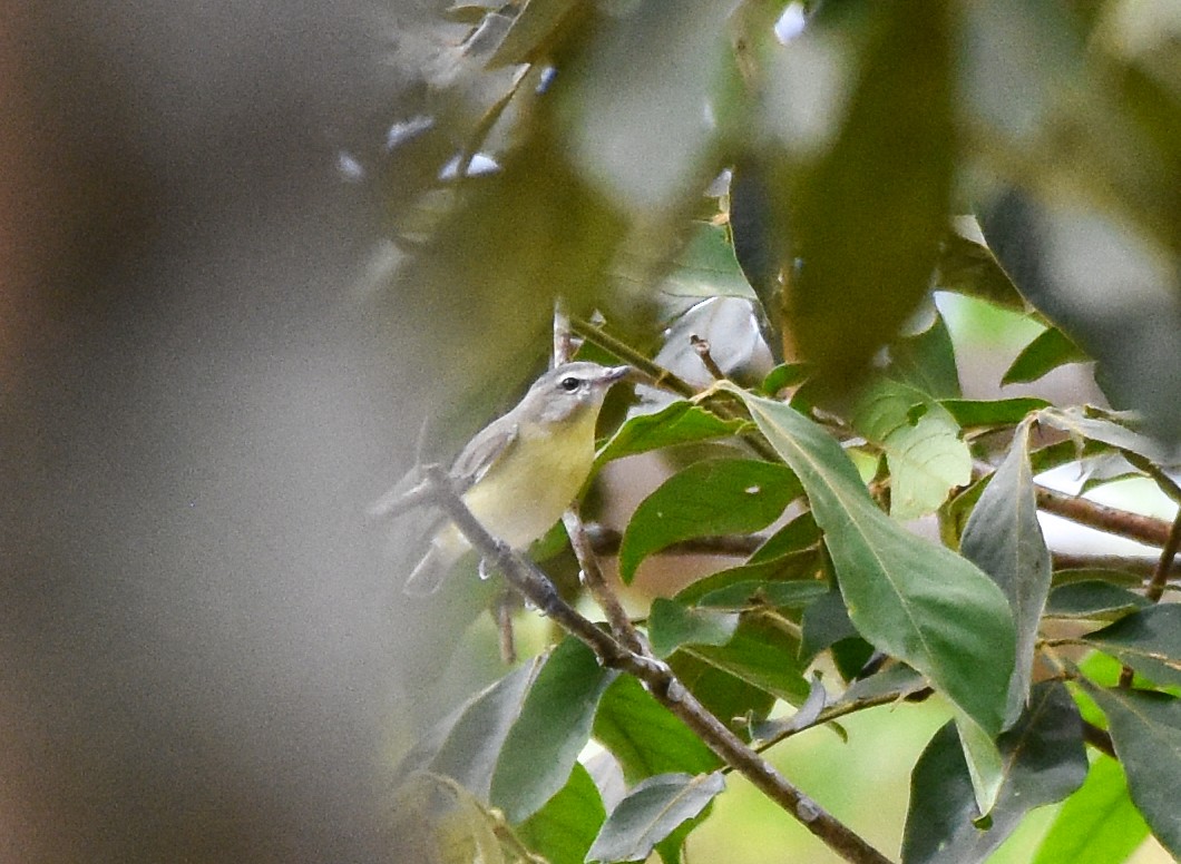 Лимонный виреон - ML625722324