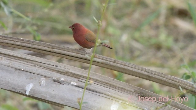 Red-billed Firefinch - ML625722350