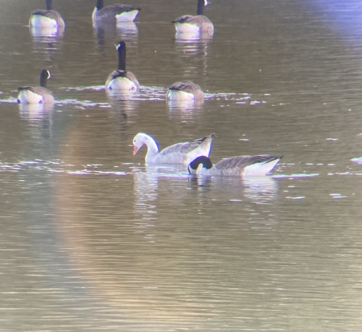 Graylag Goose (Domestic type) - ML625722363