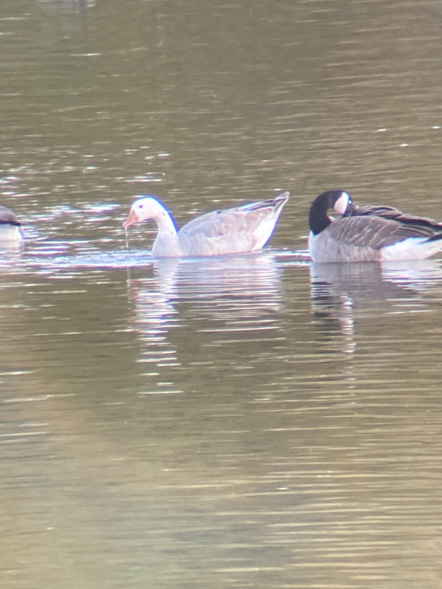 Graylag Goose (Domestic type) - ML625722364