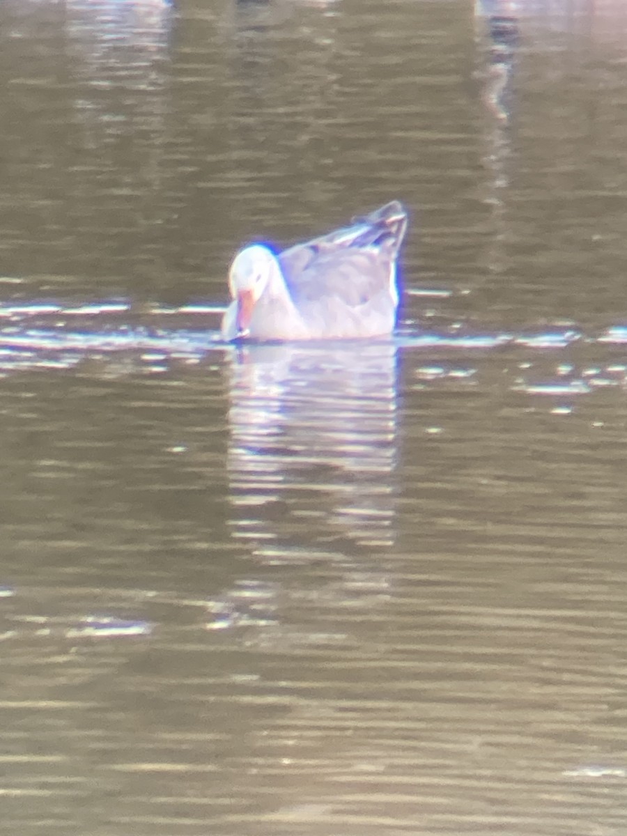 Graylag Goose (Domestic type) - ML625722367