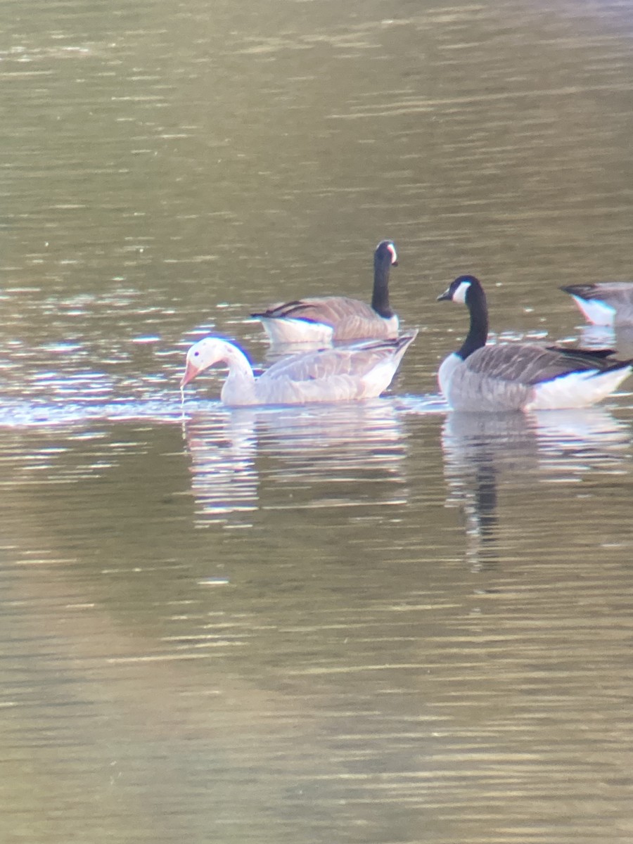 Graylag Goose (Domestic type) - ML625722369
