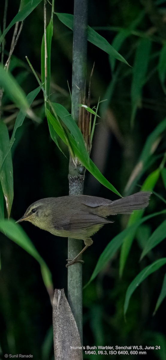 Hume's Bush Warbler - ML625722437