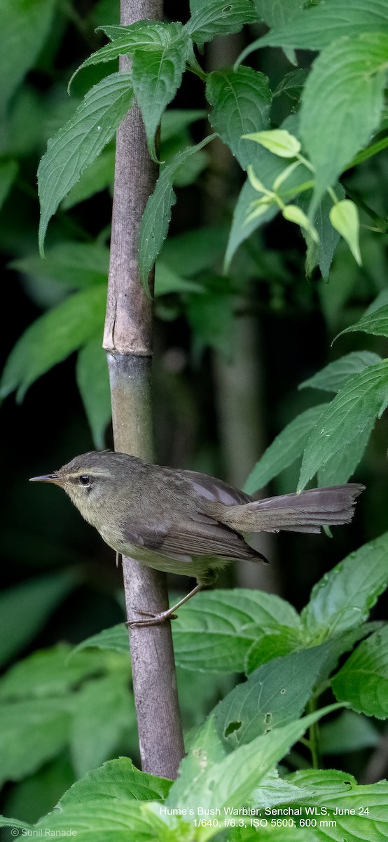 Hume's Bush Warbler - ML625722438