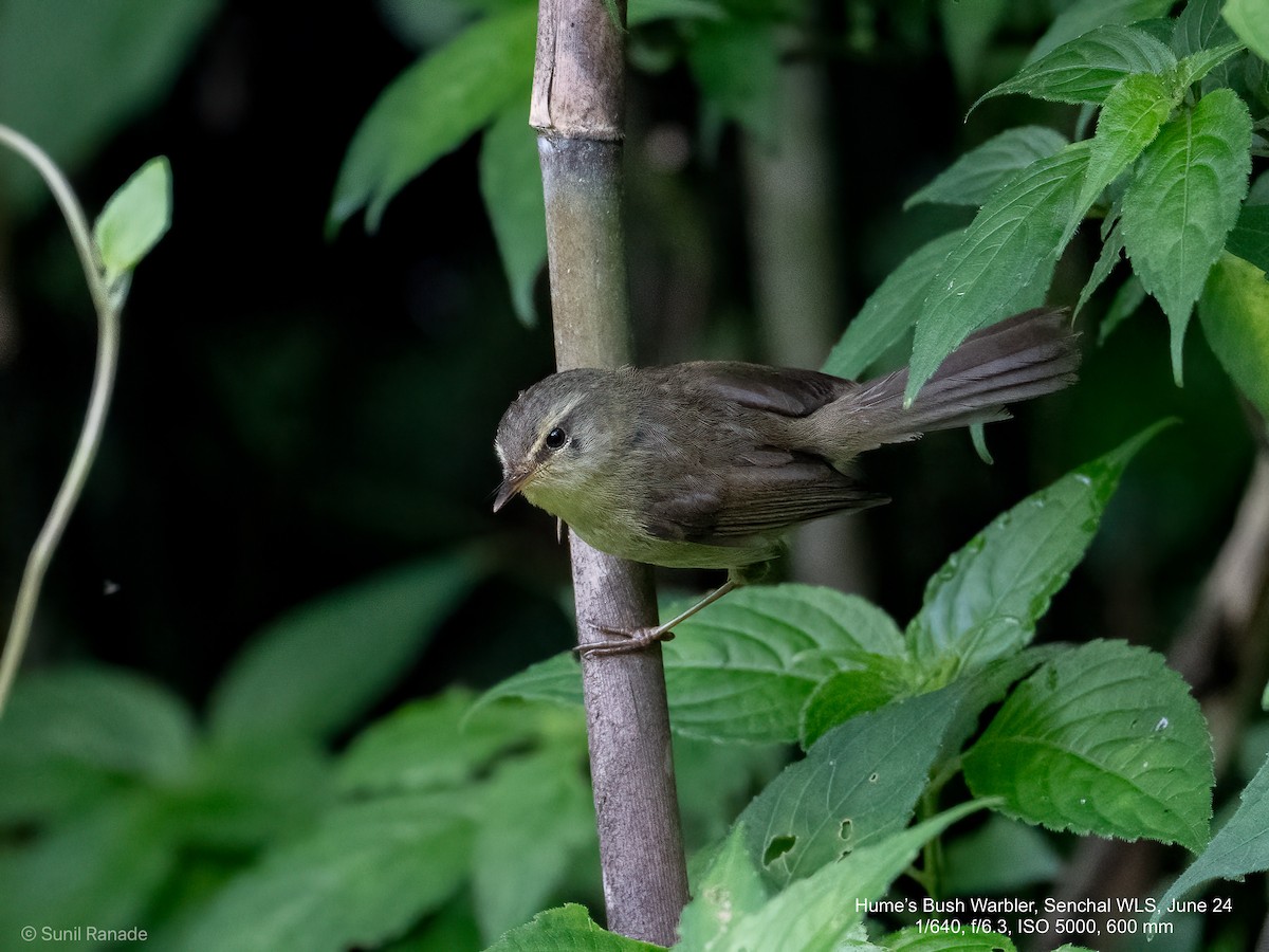 Hume's Bush Warbler - ML625722531