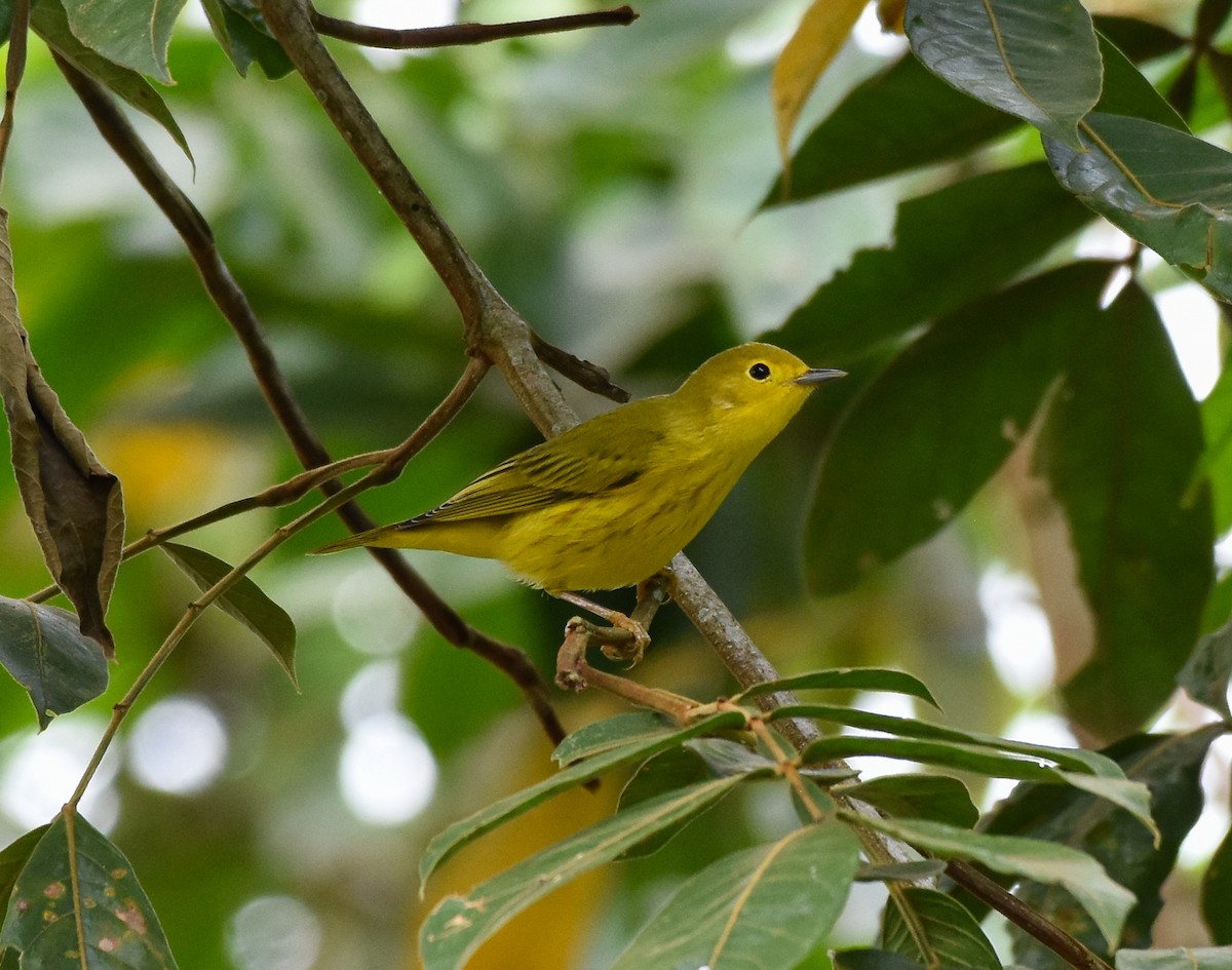 Northern Yellow Warbler - ML625722634