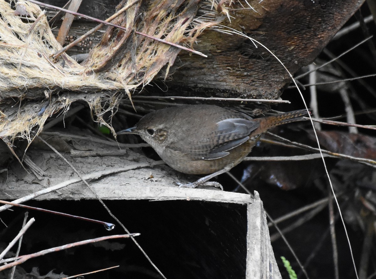 Southern House Wren - ML625722654