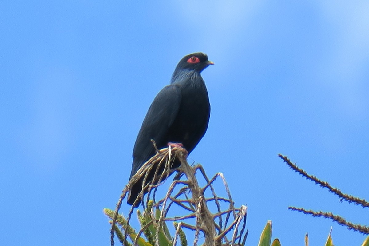 Madagascar Blue-Pigeon - ML625722873