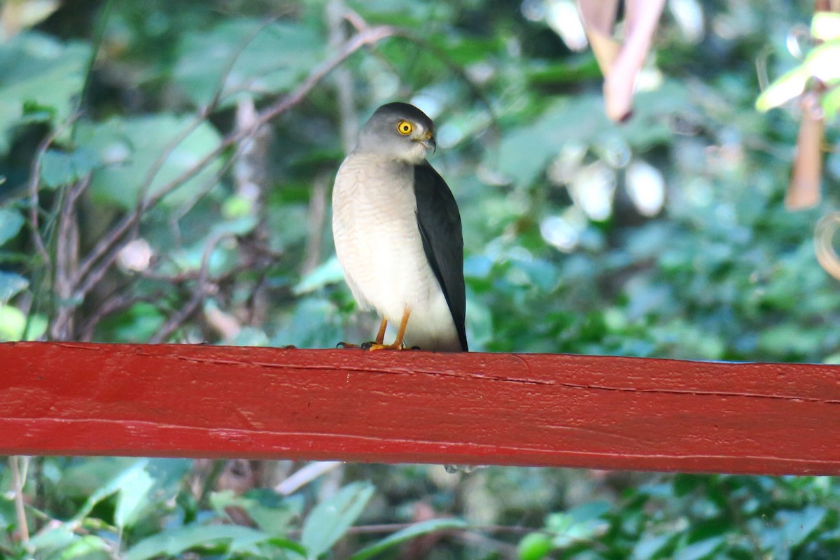 Frances's Sparrowhawk - ML625722874