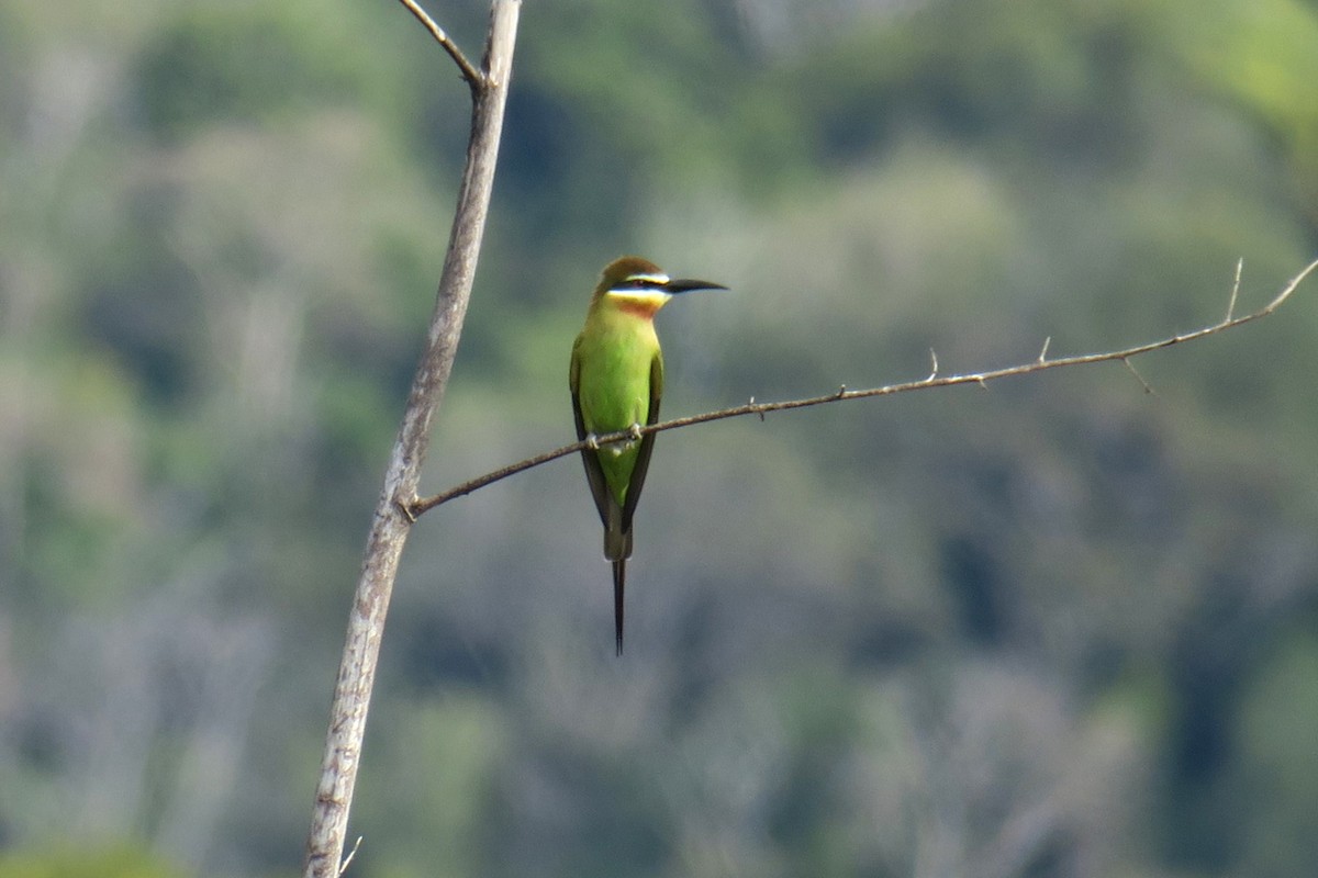 Olive Bee-eater - ML625722897