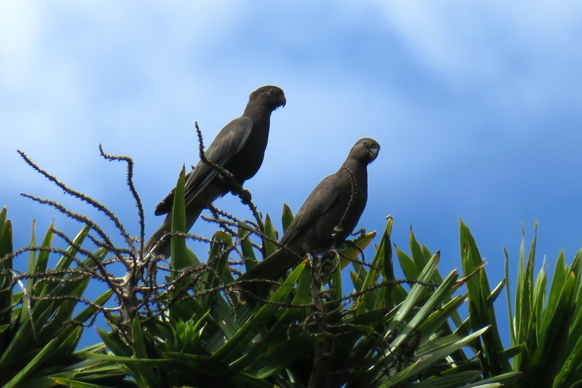 Lesser Vasa Parrot - ML625722901