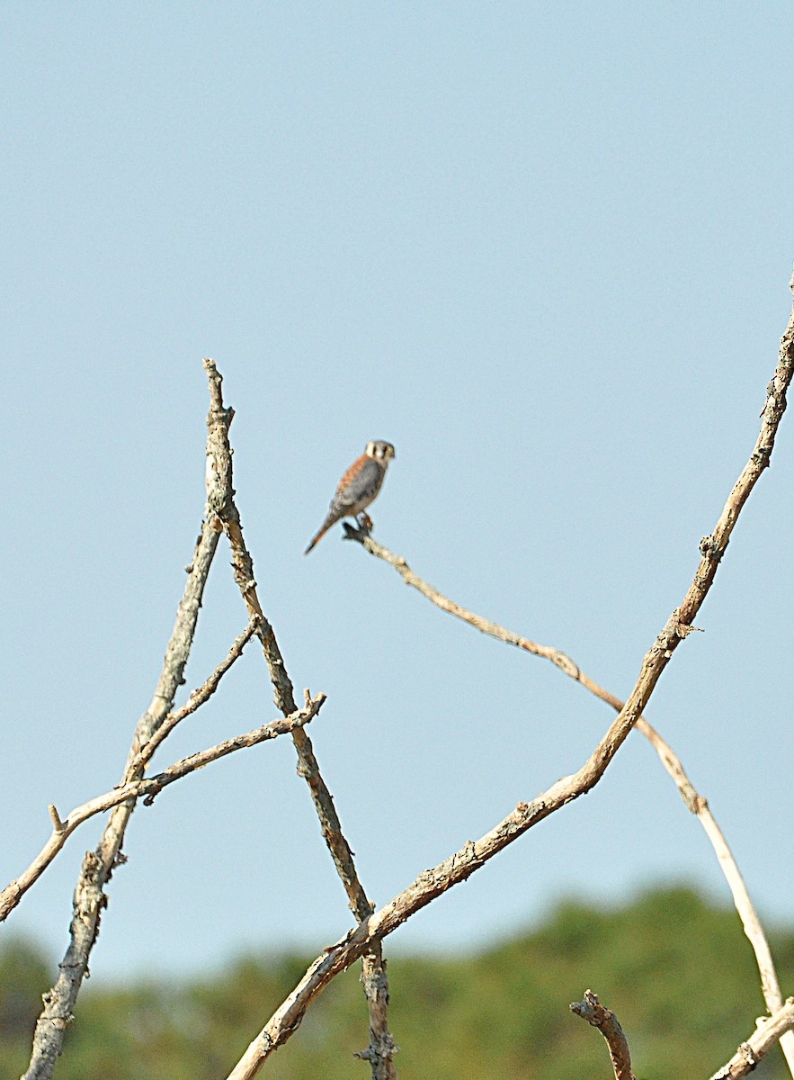 American Kestrel (Northern) - ML625722907