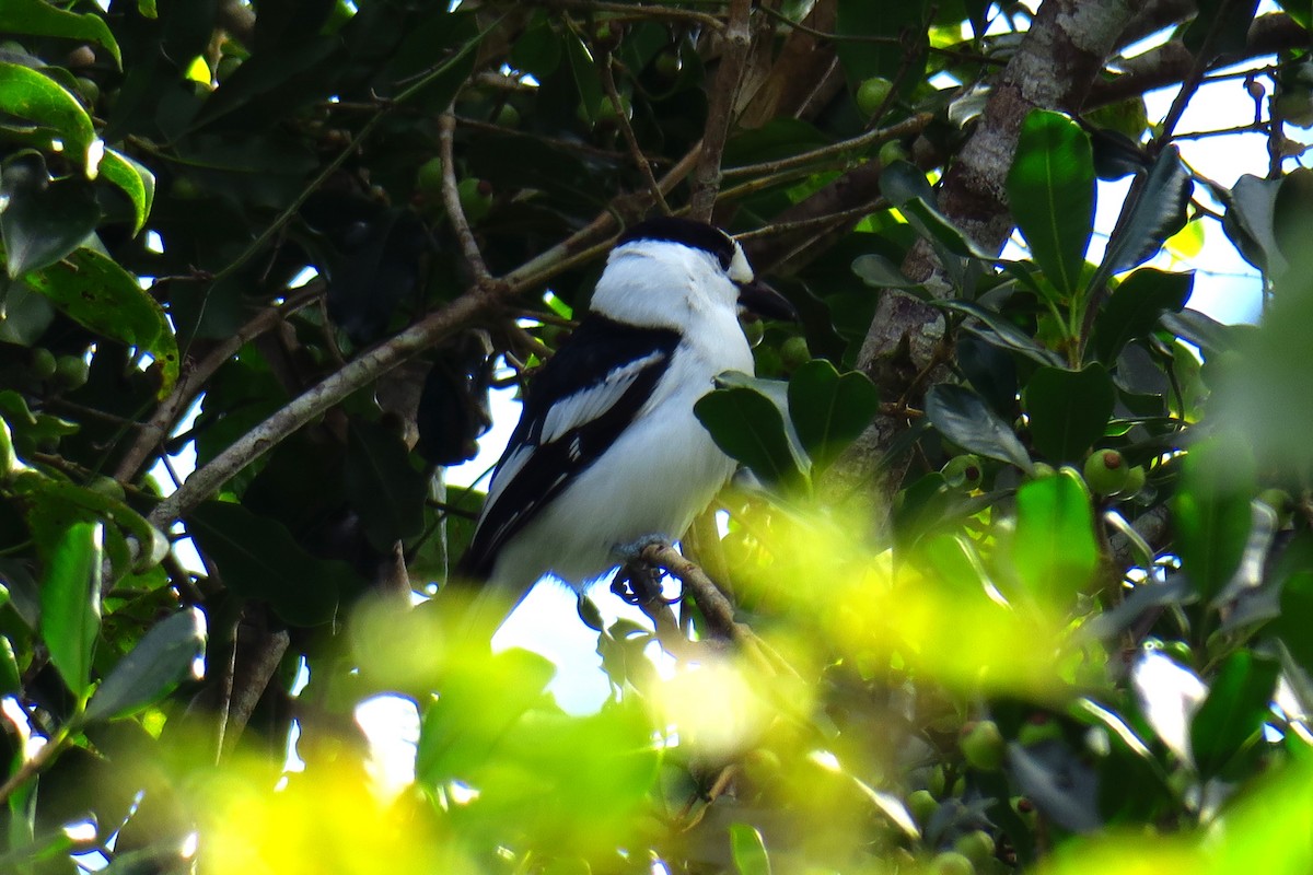 Hook-billed Vanga - ML625722910