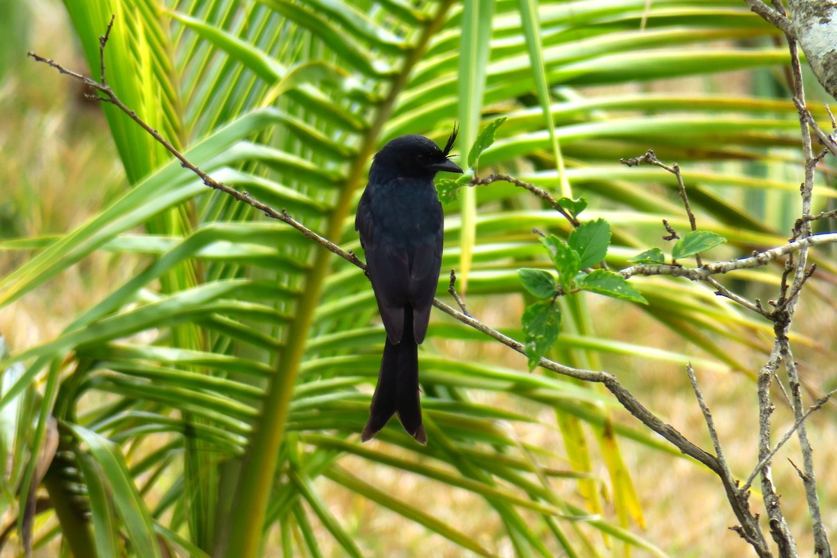 Crested Drongo (Madagascar) - ML625722919