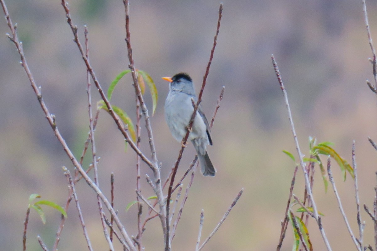 Malagasy Bulbul - ML625722925