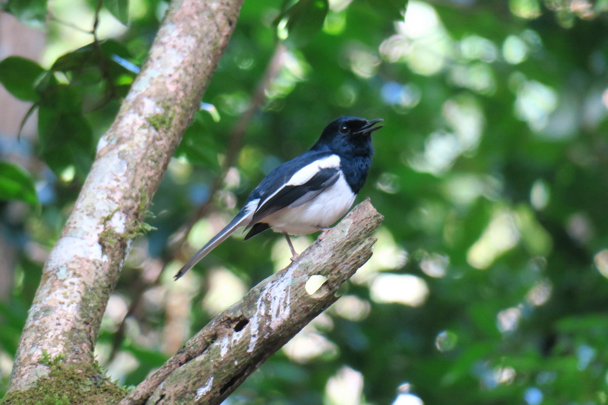 Madagascar Magpie-Robin - ML625722937