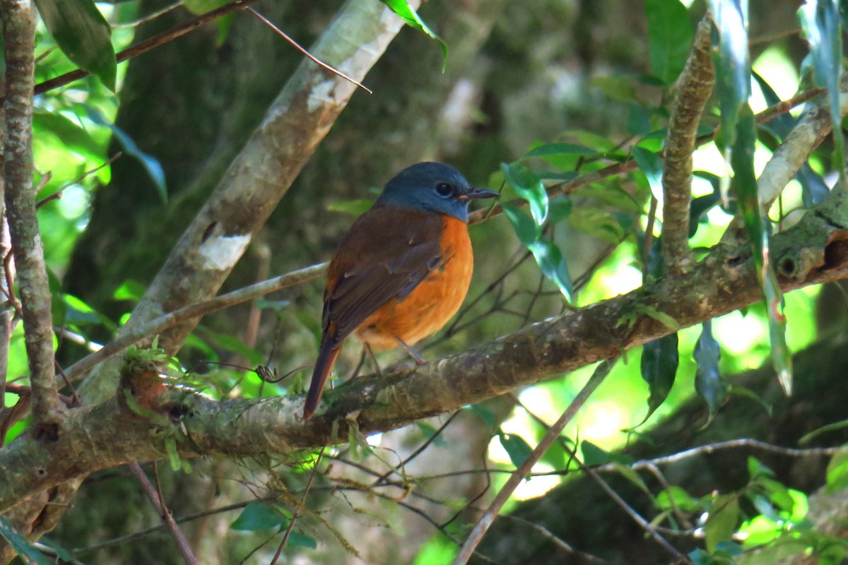 Amber Mountain Rock-Thrush - ML625722948