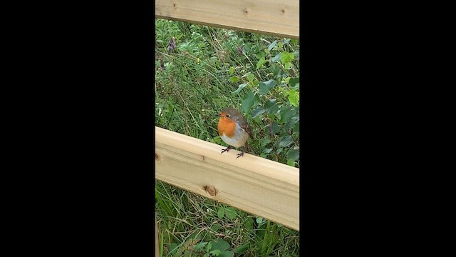 European Robin - ML625722949
