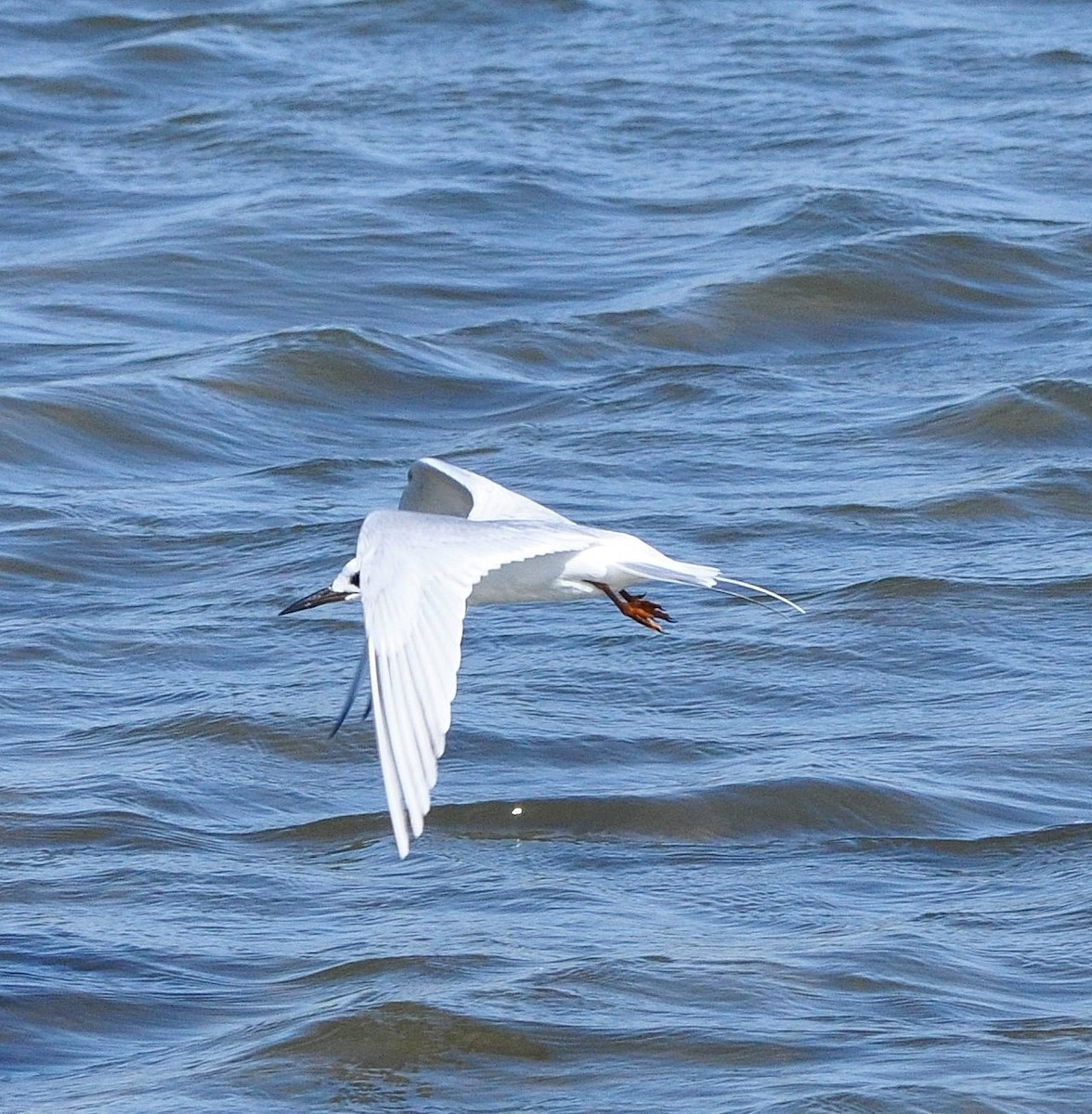 Forster's Tern - ML625722979