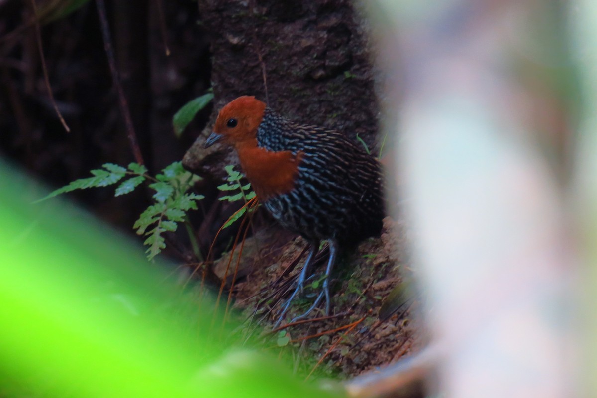 Madagascar Flufftail - ML625722981