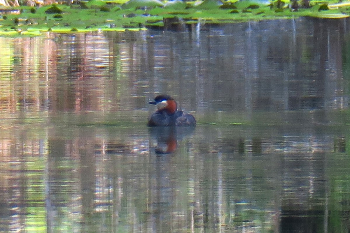 Madagascar Grebe - ML625723059