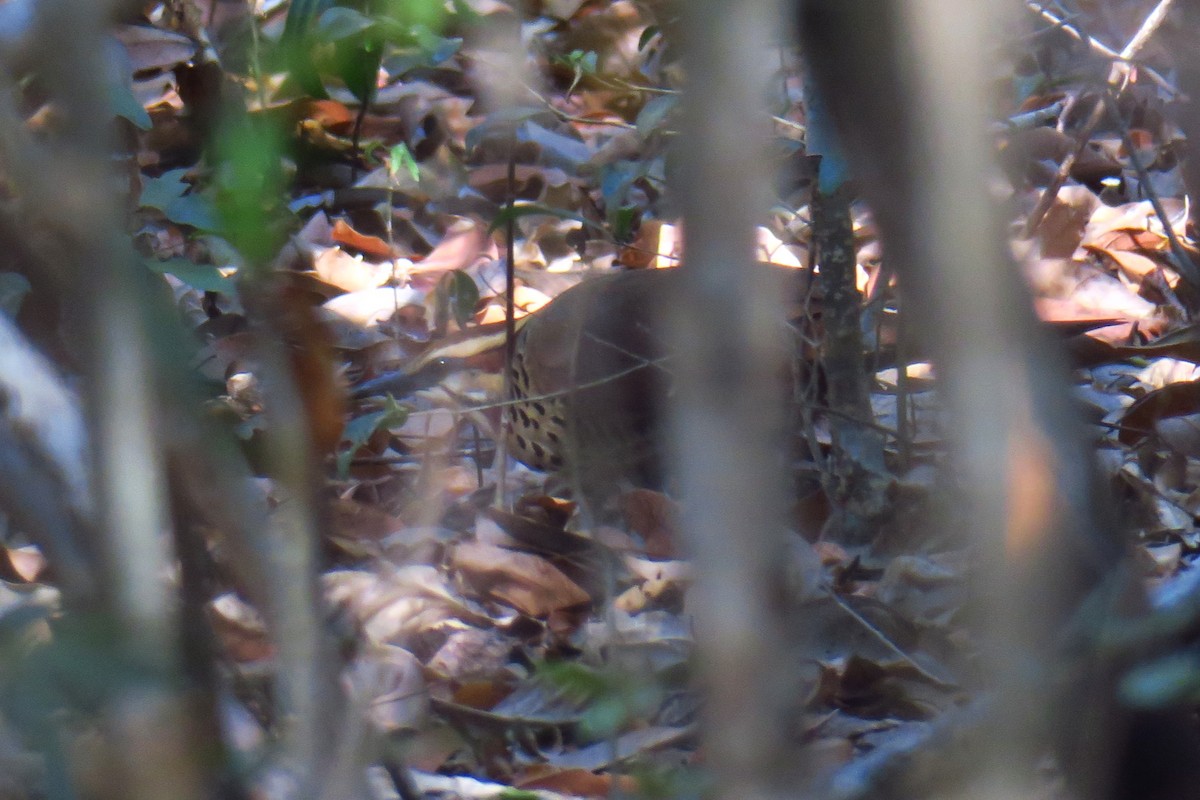 White-breasted Mesite - ML625723163