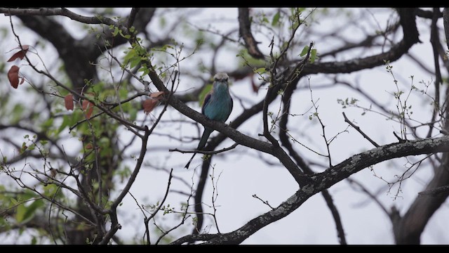 Racket-tailed Roller - ML625723240