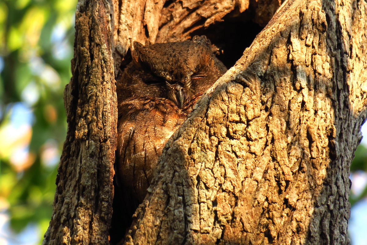 Madagascar Scops-Owl (Torotoroka) - ML625723317