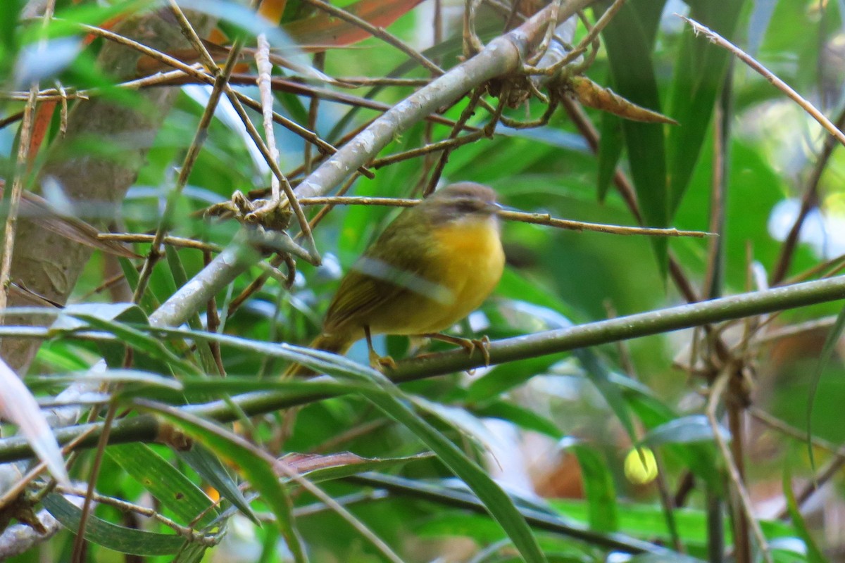 Wedge-tailed Jery - ML625723606