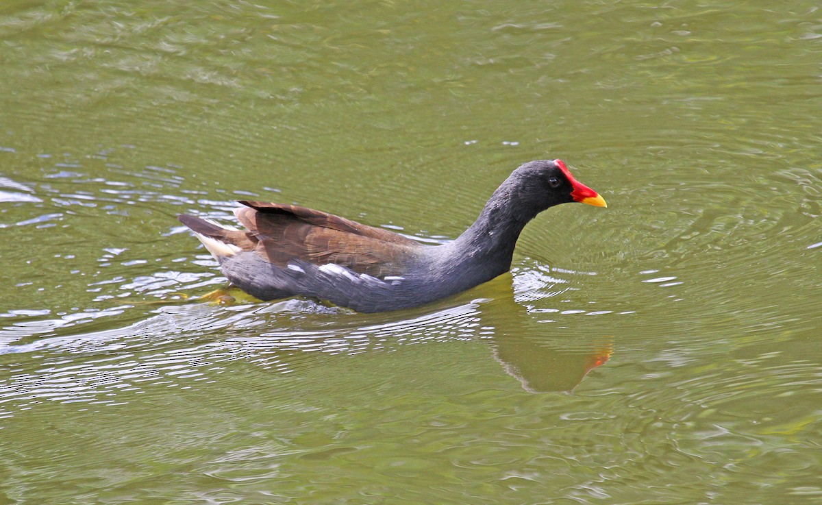 Eurasian Moorhen - ML62572361