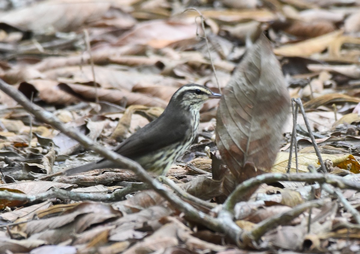Речной певун - ML625723669