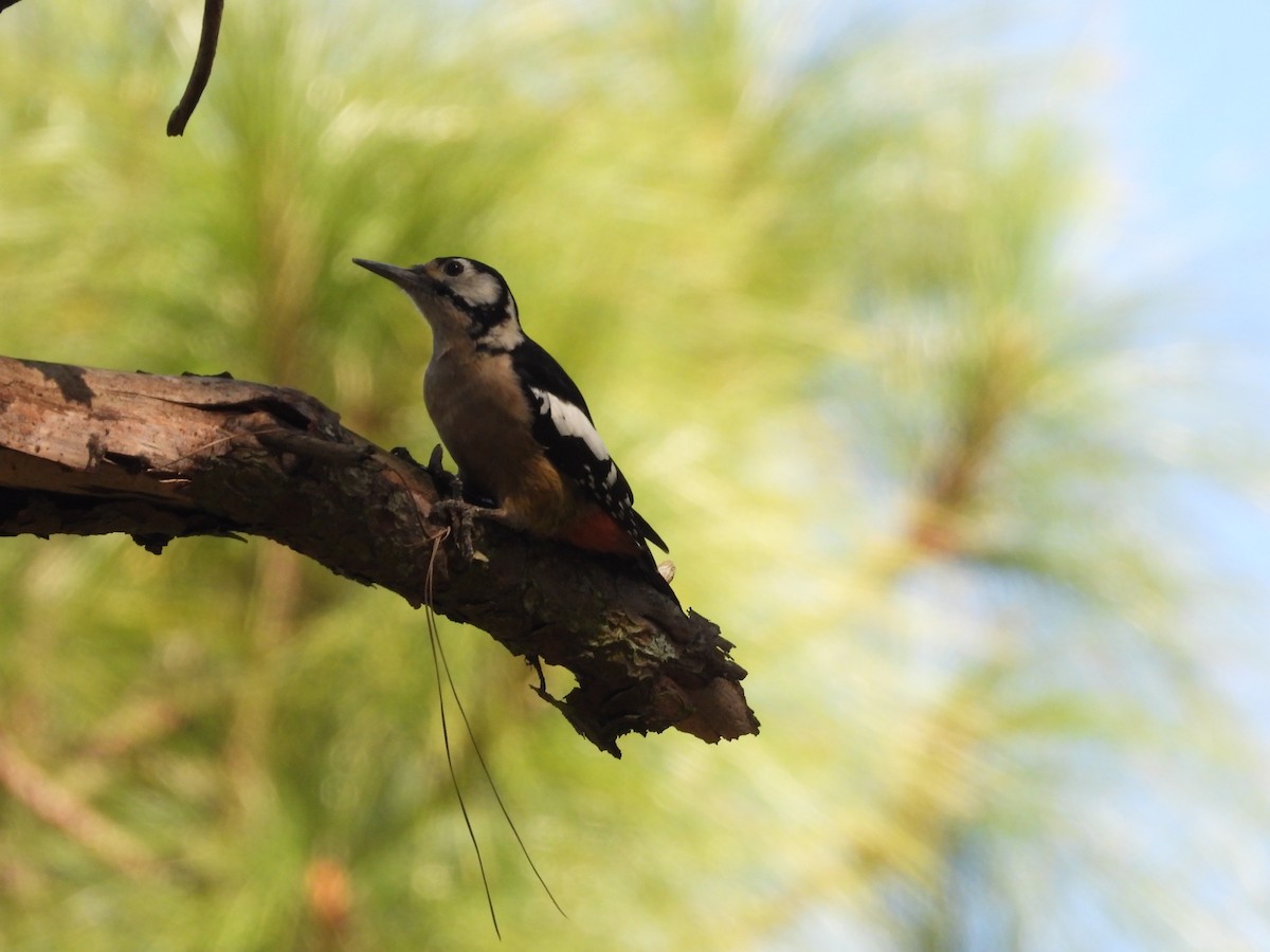 Himalayan Woodpecker - ML625723913