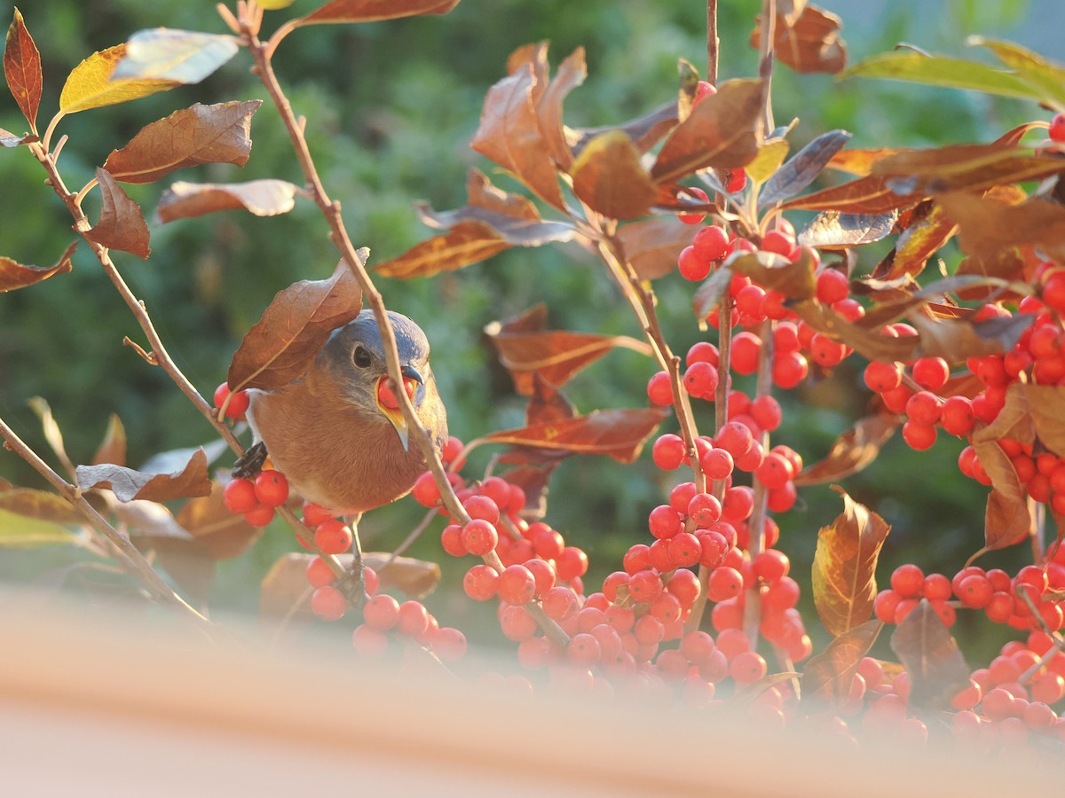 Eastern Bluebird - ML625723915