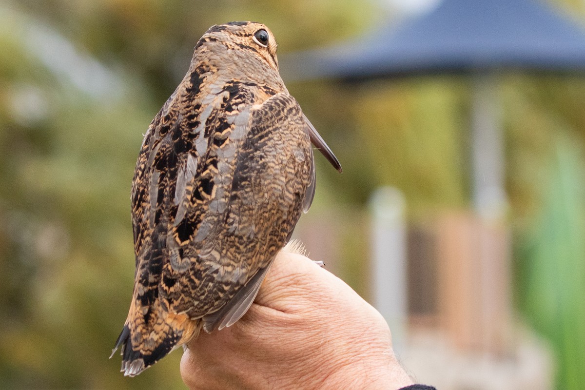 American Woodcock - ML625723972