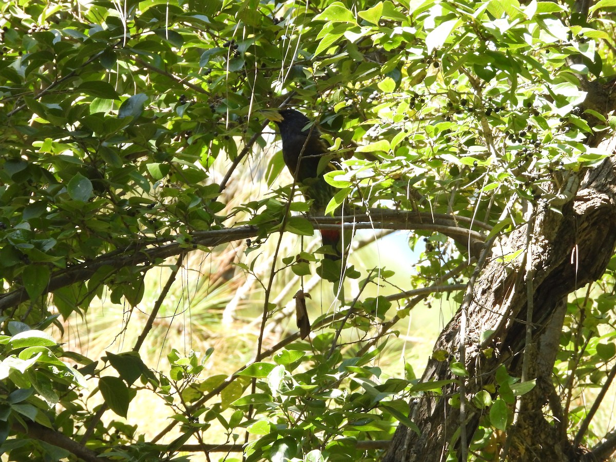 Great Barbet - ML625723975