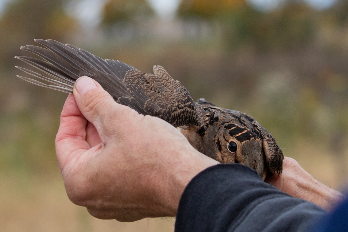 American Woodcock - ML625723976