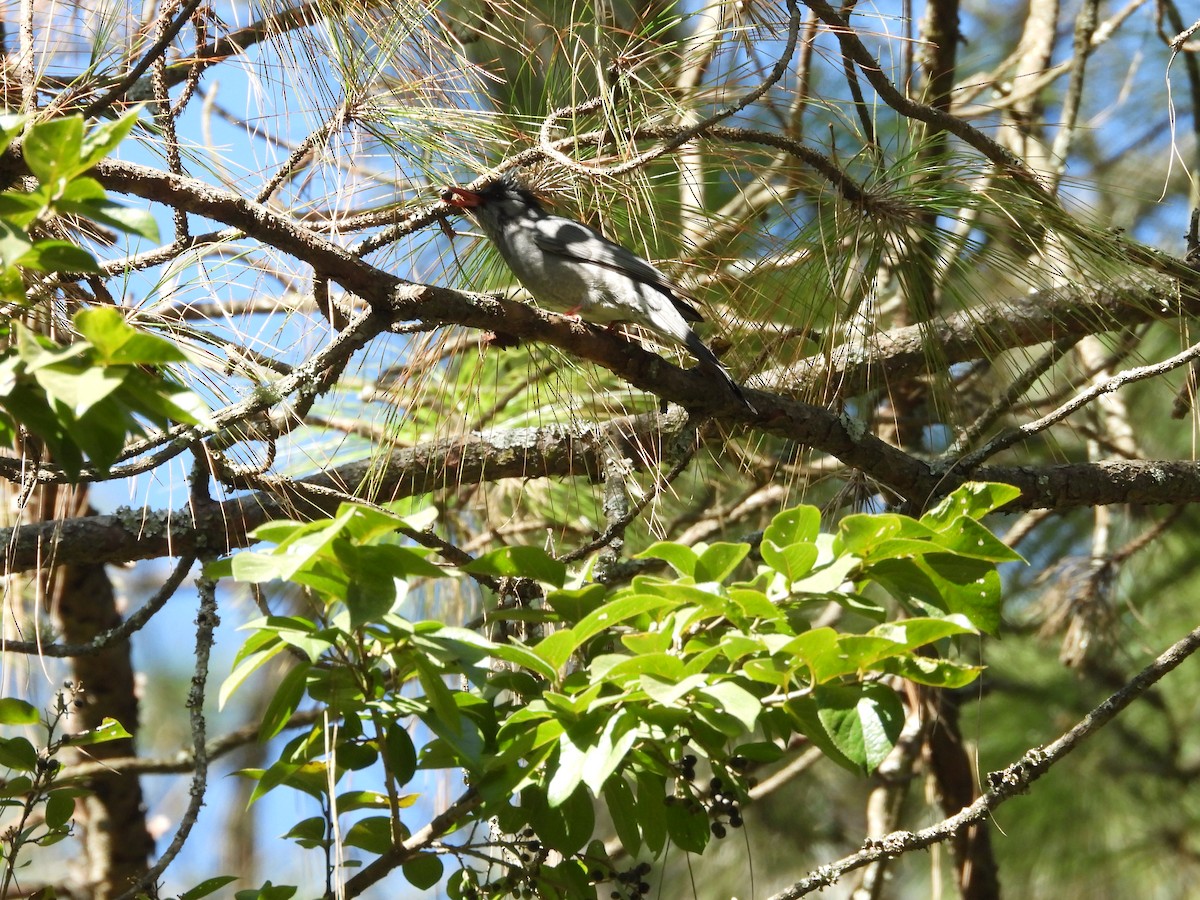 Black Bulbul - ML625724038