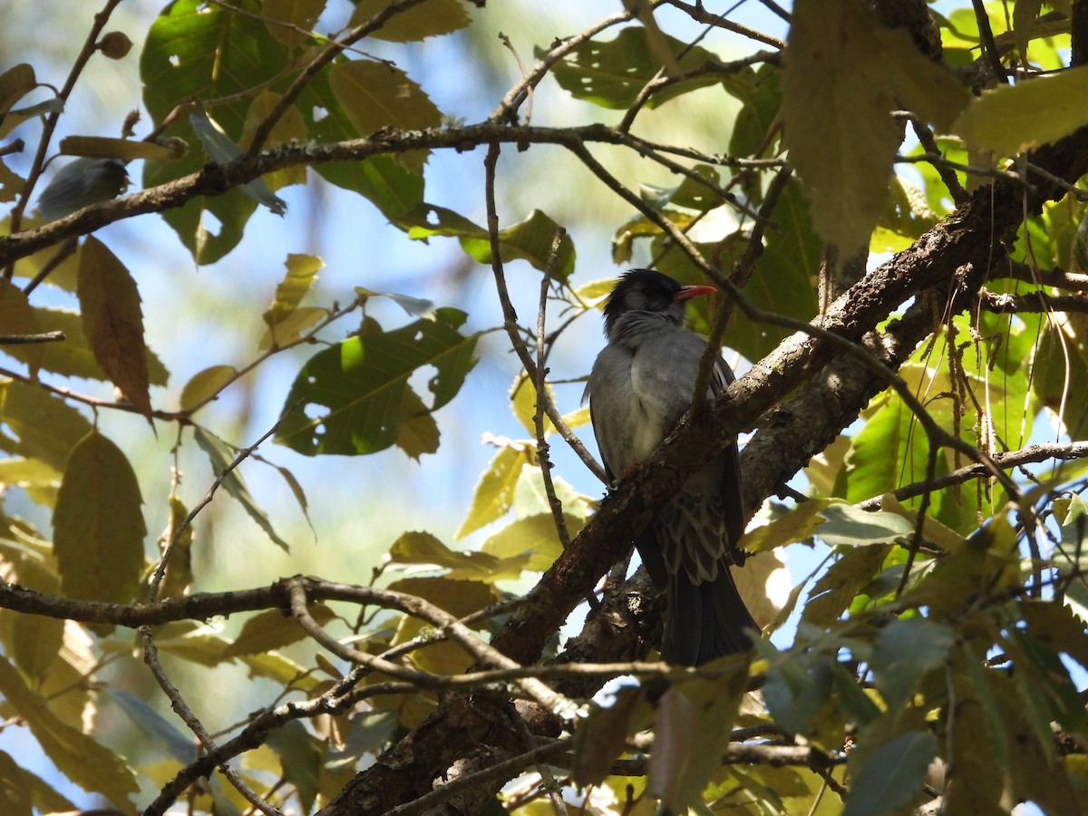 Black Bulbul - ML625724044