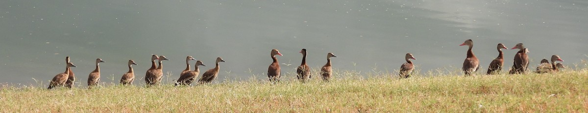 Black-bellied Whistling-Duck - ML625724069