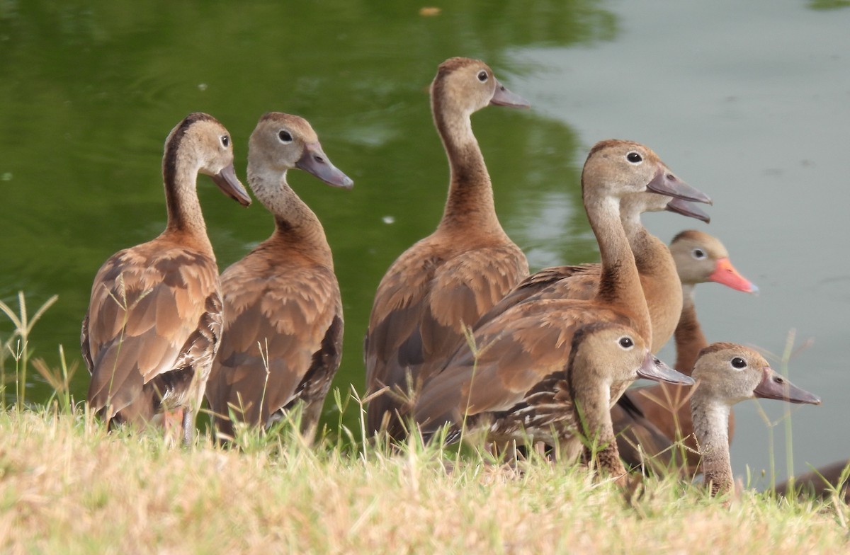 Black-bellied Whistling-Duck - ML625724072