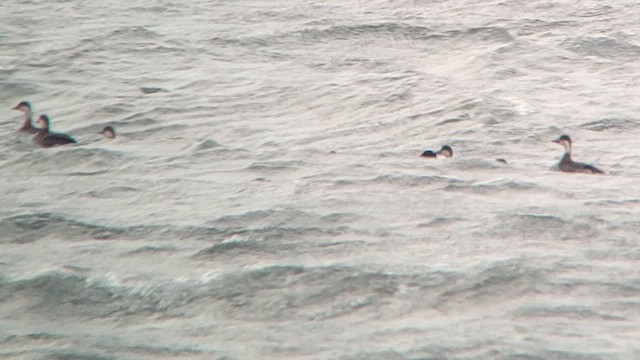 Eider à tête grise - ML625724155