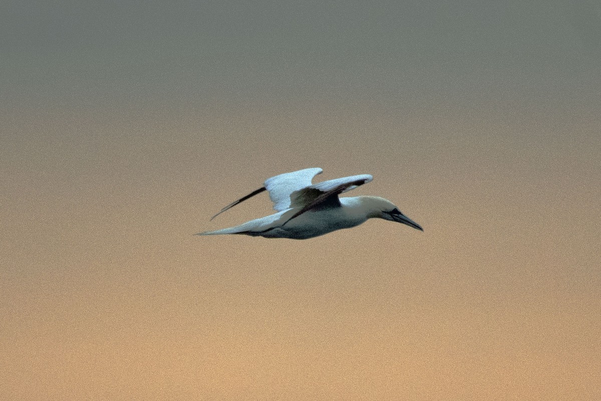Northern Gannet - ML625724272